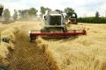 Эксперты прогнозируют, что через пять лет Украина будет собирать 113 миллионов тонн зерна