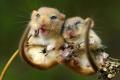 Мыши способны контролировать в мозгу «гормон удовольствия» - ученые