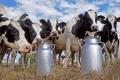 У травні експорт молока і згущених вершків зріс на 44%