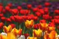 На Киевщине расцветет почти 4-миллионное поле тюльпанов