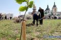 В этом году в Киеве планируют высадить более 100 тысяч деревьев