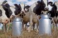 Молочные продукты остаются лидерами среди фальсификата