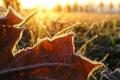 Осень в Украине набирает обороты: надвигаются заморозки