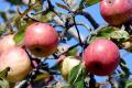 В Украине снижаются цены на яблоки