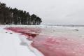 Вода на пляже в Эстонии стала кроваво-красной