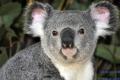 В Австралии коал в дикой природе будет «пасти» искусственный интеллект