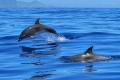 На западе Африки массово выбросились на берег более ста дельфинов