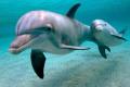 В оккупированном Крыму за 2,5 года на берег выбросило 1200 дельфинов
