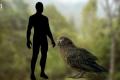 В Новой Зеландии нашли окаменелые останки гигантского попугая