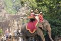 В Камбодже туристам запретили кататься на слонах