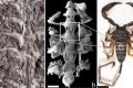 Ученые обнаружили останки одного из первых наземных животных