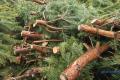 В Киеве с 1 января можно будет сдать елки на переработку