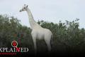 В Кении убили двух уникальных белых жирафов