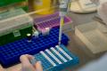 Минздрав предупреждает частные лаборатории о последствиях сокрытия результатов на коронавирус