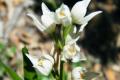 На Львовщине расцвели самые редкие орхидеи в Европе