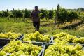 В Україні на 8,5% збільшилась переробка винограду — Держстат