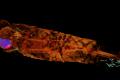 У 2000-летней мумии ребенка нашли десятки артефактов