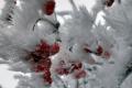 Сильный снег и до 24° мороза: в Украине существенно ухудшится погода
