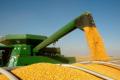 В Украине уже собрали 76,7 миллиона ​​тонн зерна - Минагро
