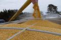 Експорт українського зерна в травні становив майже 650 тисяч тонн