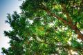 На Прикарпатье появилась «Тропа барона» с более сотней лечебных деревьев