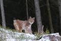 На Прикарпатье сделали редкие снимки рыси в природе