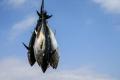 В Японии двухсоткилограммового тунца продали за $202 тысячи