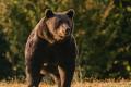 В России медведь убил туриста, еще один ранен