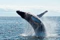 В Австралии впервые сняли огромную группу китов, которые показали «пузырчатую сетку»