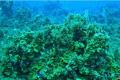 Корабли заразили смертельной инфекцией кораллы на Карибах