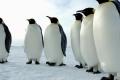 Из-за таяния ледников 98% колоний императорских пингвинов могут исчезнуть к 2100 году