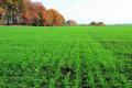 Уряд визначив розміри держпідтримки страхування площ посівів озимої пшениці
