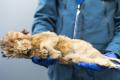 В Сибири нашли хорошо сохранившееся тело пещерного львенка возрастом 28 тысяч лет