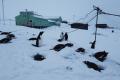 Пінгвінятка не постраждали: біля «Вернадського» насипало майже три метри снігу