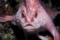 Рідкісну рожеву рибку «з лапками» вперше за десятиліття помітили в Австралії