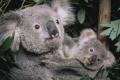 В Австралії коал внесли до списку тварин, що знаходяться на межі вимирання