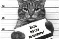 Нафтогаз: Собак, котов, черепах за 