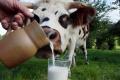Все, что вы хотели знать о сквашивании молока в домашних условиях