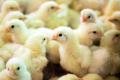 Десятки тысяч цыплят сгорели на птицеферме в Японии 