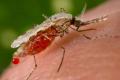 Во Львове от малярии умер бизнесмен