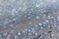Туристи знову потопають в морі медуз в Кирилівці