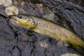 Популяцию королевской рыбы восстанавливают в горных реках Буковины