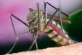 В США появились комары-убийцы