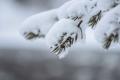 Снігопади повертаються: якою буде погода в Україні на вихідних