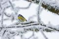 Кліматолог назвала найхолодніший місяц прийдешньоі зими: до якоі погоди готуватись українцям