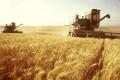 В Украине сократился урожай зерновых 