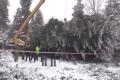 В Ивано-Франковской области срубили главную елку страны