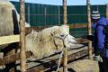 В Приморье посетители зоопарка напали на животных 
