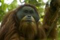 Обнаружен новый редчайший вид человекообразных обезьян 