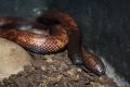 Найдена самая толстокожая змея в мире